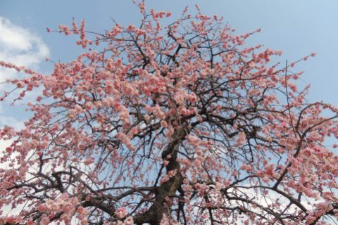 市場にも「高市旋風」。