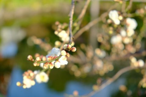 「2月相場」を動かす要因。