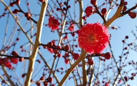 「日本買い」と「トリプル高」はなぜ起きたのか。